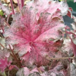 Heuchera 'Pinky Panky'