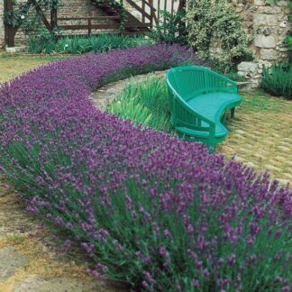 Lavandula Angustifolia - English Lavender