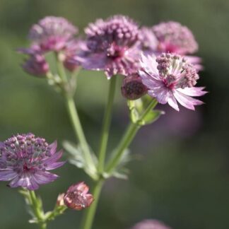 Astrantia Major Roma