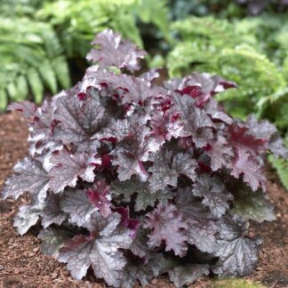 Heuchera Plum Pudding