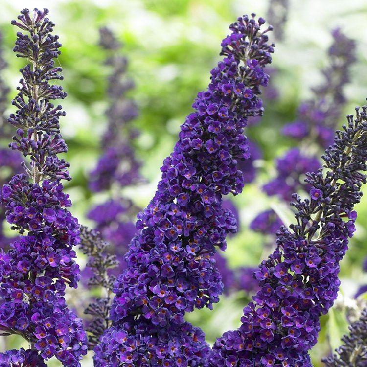 Buddleja Davidii Black Knight - Buddleia - Butterfly Bush