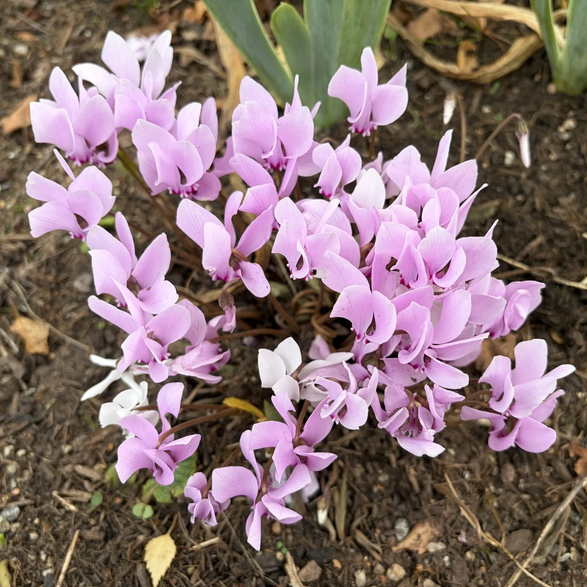Cyclamen flowering