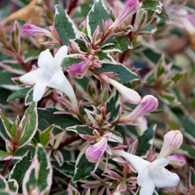 Abelia Grandiflora Confetti - Large Confetti Abelia