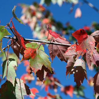 Acer Rubrum Red Sunset - Circa 140-160cms Tall