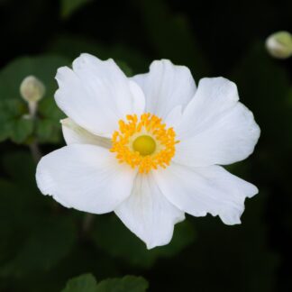 Anemone Hupehensis 'Alando White' - Windflower