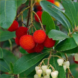 Arbutus Unedo Compacta - Strawberry Tree