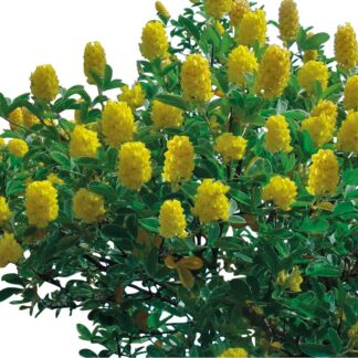 Cytisus Battandieri (Argyrocytisus Battandieri) - Pineapple or Moroccan Broom