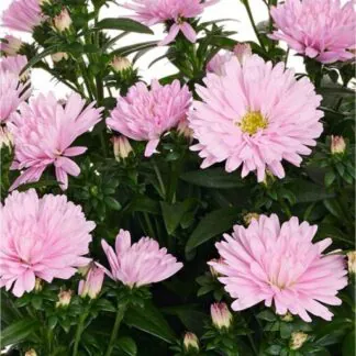 Aster Novi-Belgii Showmakers ‘baby Pink’ – Michaelmas Daisy - Pack of Four Plants