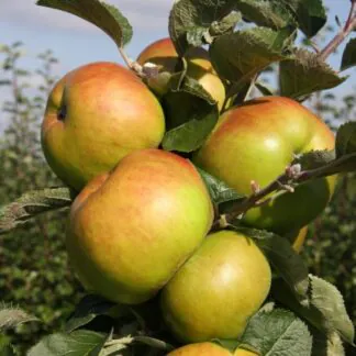 Apple Tree - Bramley's Seedling Bush (M26) - 150-170cm Tall