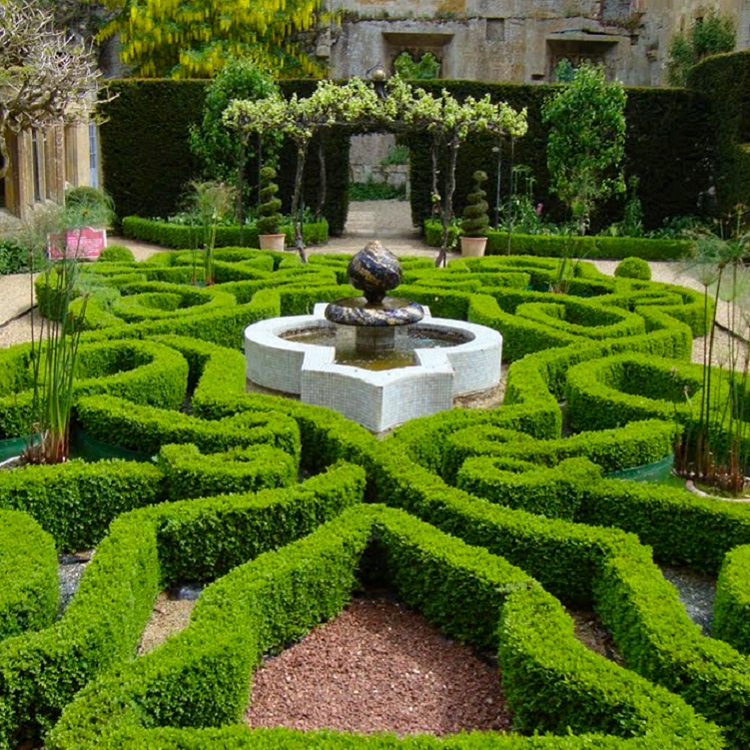 24 x Buxus Sempervirens - Hardy Box For Hedging - Circa 15cm Tall Established Plants