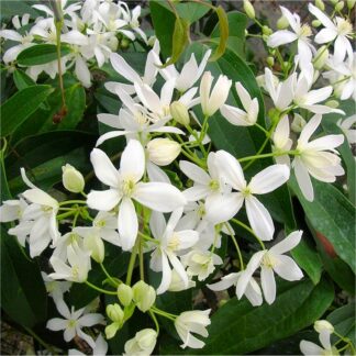 Clematis Armandii - Large 5-6ft Specimen Plant - Fragrant Evergreen Climber