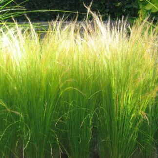 Stipa Tenuissima Ponytails - Pack of Three Established Pheasant Grass Plants