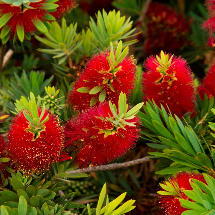 Callistemon Citrinus Splendens - Red Australian Bottle Brush - Large 80 -100cms Specimen Plant