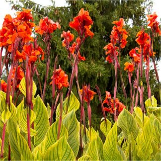 Canna Pretoria - Amazing Multicolour Foliage - Tropicanna Gold Canna Plant