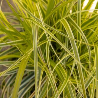 Carex 'Feather Falls'