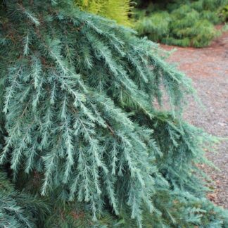 Cedrus Deodara Feeling Blue