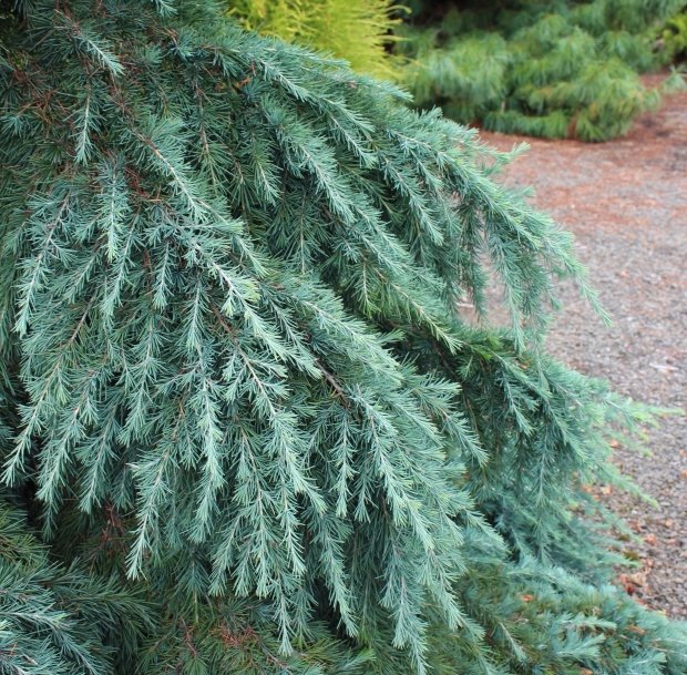 Cedrus Deodara Feeling Blue