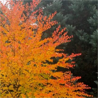 Multi-Stem Toffee Apple Tree - Cercidiphyllum Japonicum - Katsura Tree Circa 80-120cm