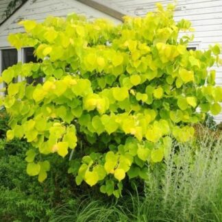 Cercis Canadensis Hearts of Gold - Circa 80-100cms Tall