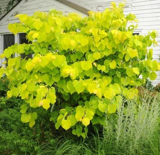 Cercis Canadensis Hearts of Gold - Circa 80-100cms Tall