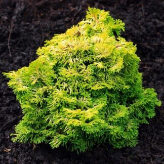 Chamaecyparis Obtusa Nana Gracilis Aurea 'Butterball' - Hinoke False Cypress - Dwarf Slow Growing Conifer