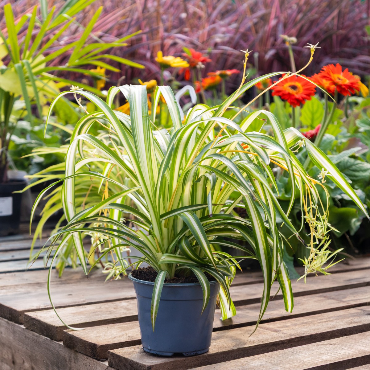 Chlorophytum Hawaiian - Variegated Spider Plant