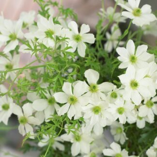 Clematis Cartmanii Joe