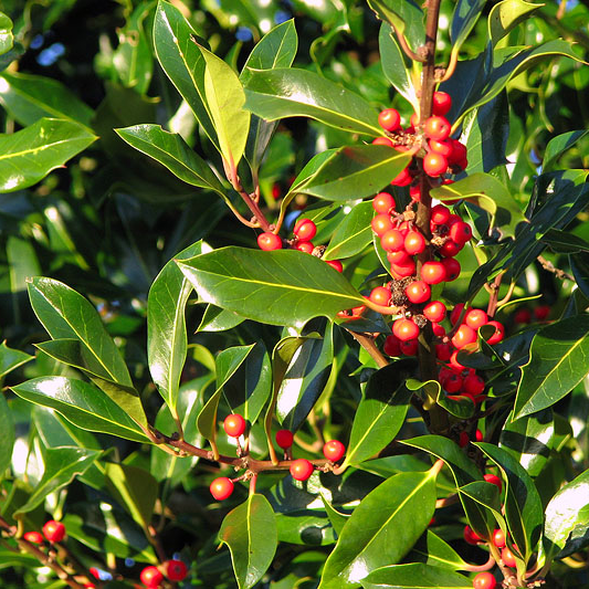 Ilex Aquifolium - Common English Holly Tree - Circa 2m Tall