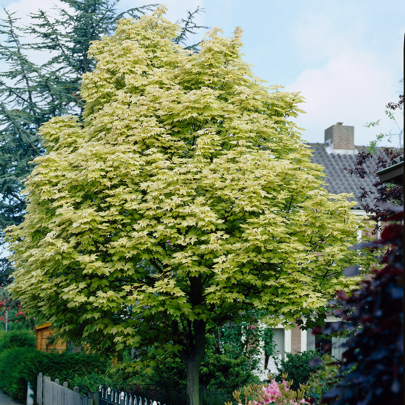 Acer Platanoides 'Drummondii' - Variegated Norway Maple Tree - Circa 2m Tall
