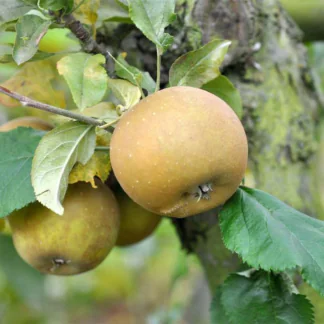 Apple Tree - Egremont Russet Bush (Mm106) - 150-170cm Tall
