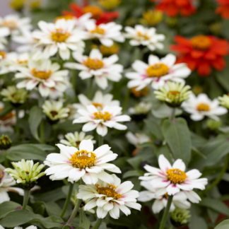 Zinnia Zahara - Starlight Rose
