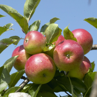 Apple Tree - Malus Domestica 'Discovery' - 90-130cm