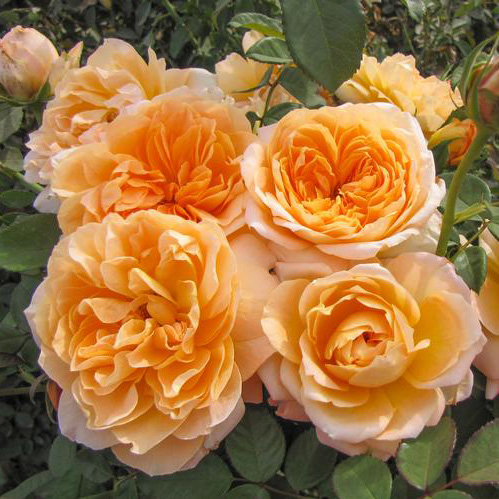 Rose 'Together Forever' - Floribunda Rose