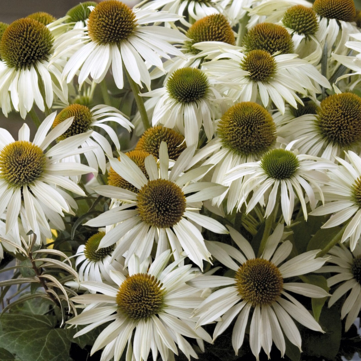 Echinacea Primadonna 'White' - Cone Flower