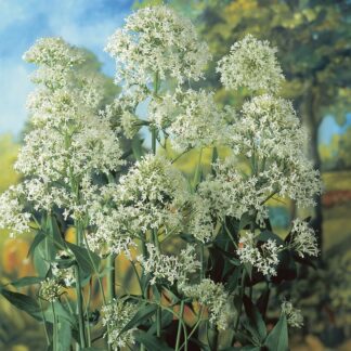 Centranthus Ruber Albus - Valerian "Snow Cloud"