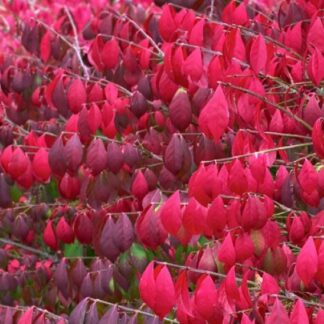 Euonymus Alatus Compactus - Burning Bush