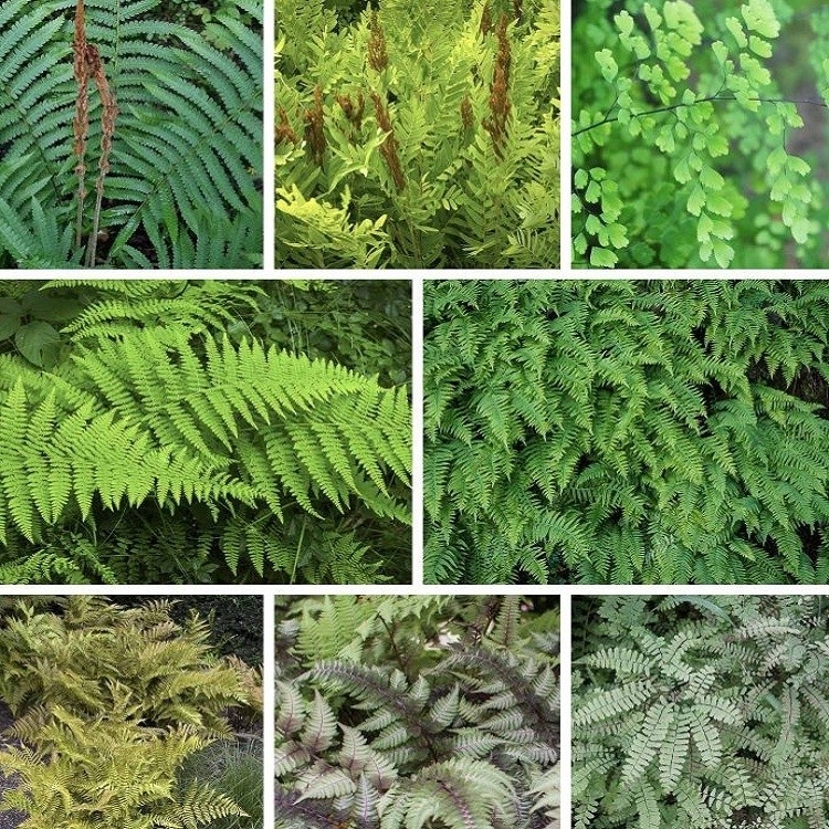 Fantastic Fern Plant Collection - Five Different Ferns in Assorted Varieties