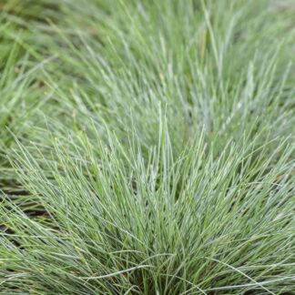 Festuca Glauca 'Freddy' - Blue Fescue