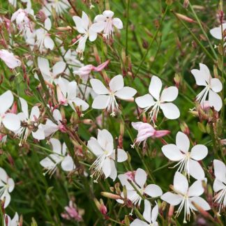Gaura Lindheimeri The Bride - 'Whirling Butterflies' Plant - in Bud & Bloom