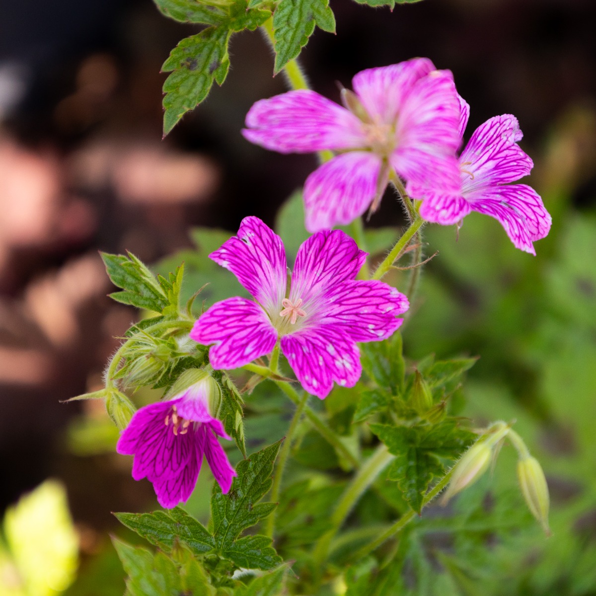 Geranium x Oxonianum 'Miss Heidi'