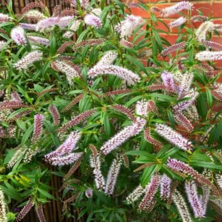 Large Specimen Hebe Mid-Summer Beauty