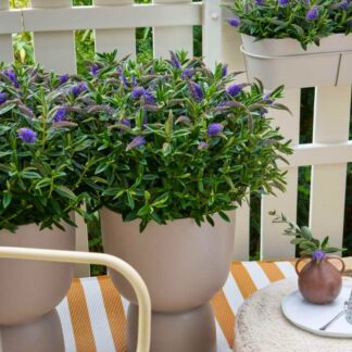 Huge XXXL Hebe Addenda Donna Britta - in Bud & Bloom