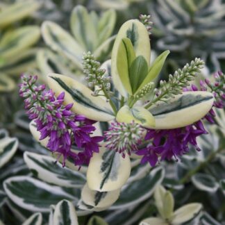 Silver Queen Hebe Franciscana Variegated - Shrubby Veronica
