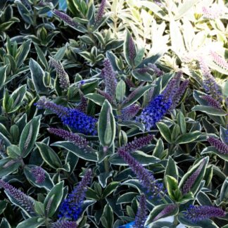 Hebe Wild Blue - Variegated Hebe