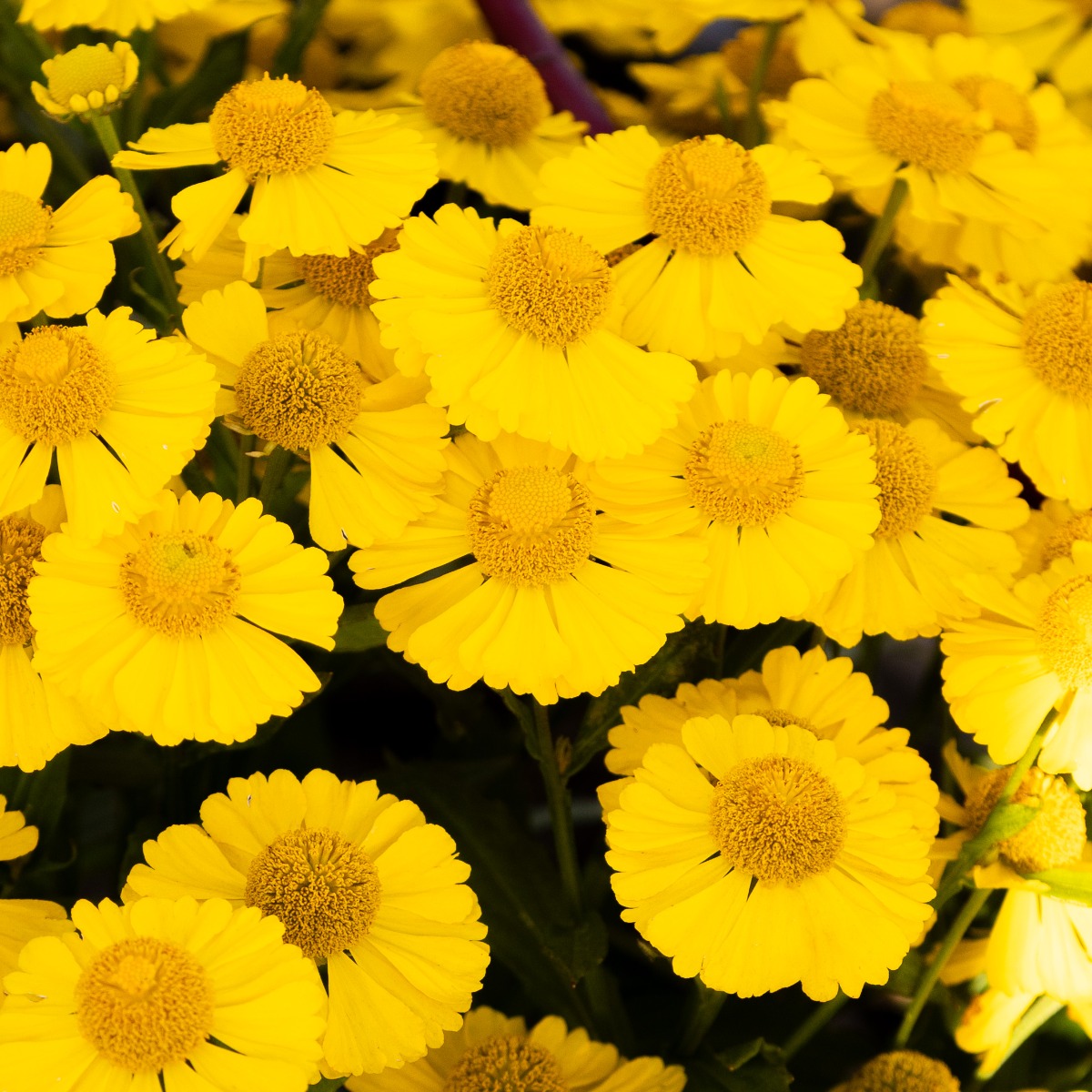 Helenium Autumnale Lemon Sundae