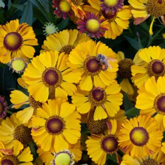 Helenium 'Okra Sundae'