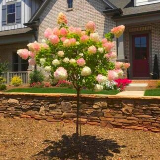 Hydrangea Vanilla Fraise - Large Lollipop Standard Tree - Circa 140-160cm Tall