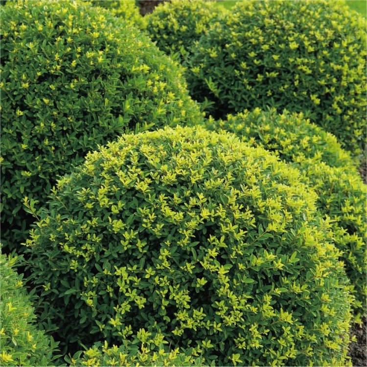 Topiary Ball - Ilex Crenata - Dark Green Box Leaved Japanese Holly Ball - Large