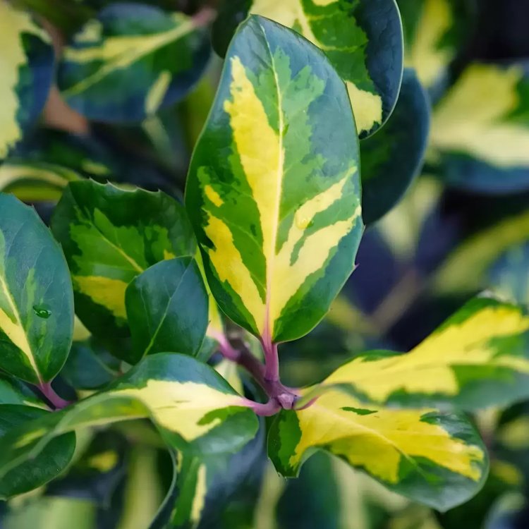 Ilex Aquifolium 'Lawsoniana' - Holly