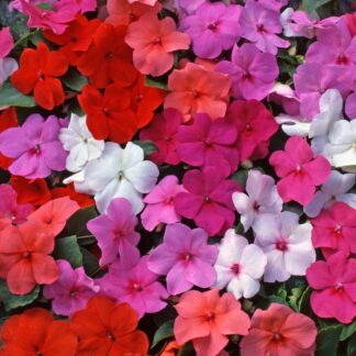 Bizzie Lizzie - Impatiens Beacon Mix - Busy Lizzie